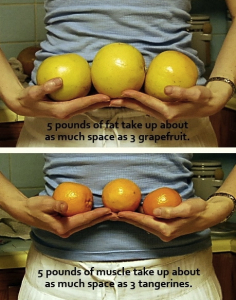 5-pounds-of-muscle-take-up-about-as-much-space-as-3-tangerines